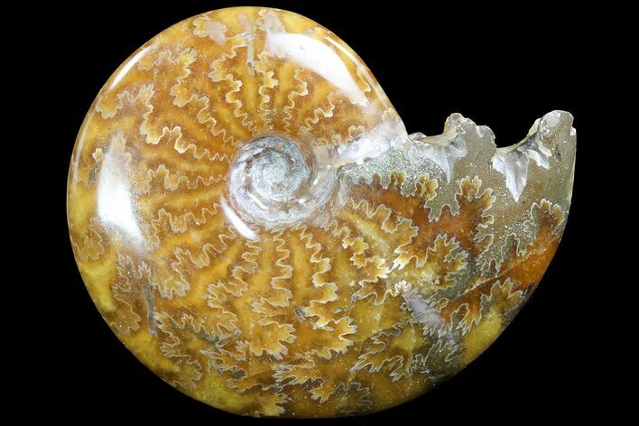 Polished, Agatized Ammonite (Cleoniceras) - Madagascar #73252